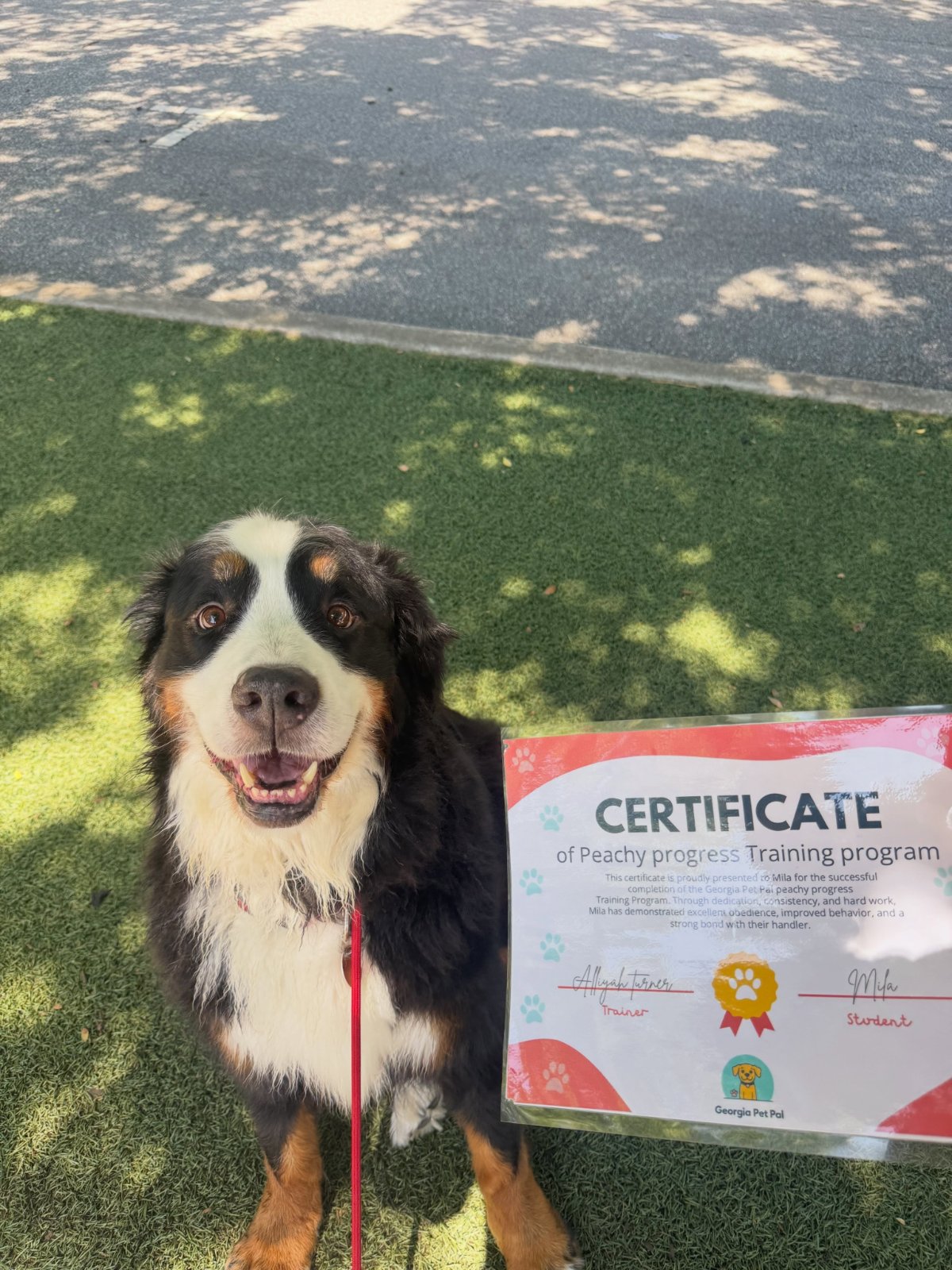 Mila, a Bernese Mountain Dog, sitting beside her training certificate