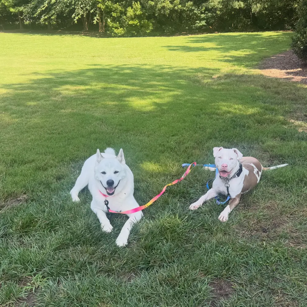 Two white dogs resting together on the grass in Acworth, Georgia