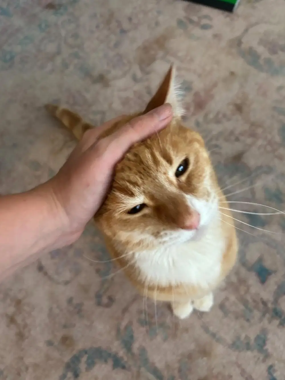 Orange tabby cat looking up to be petted in a Kennesaw, Georgia home