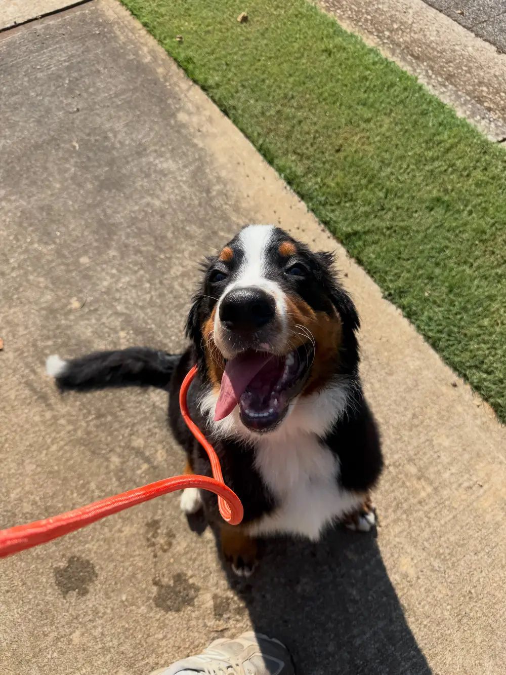 Bernese mountain dog puppy on a leash on a Kennesaw, Georgia sidewalk