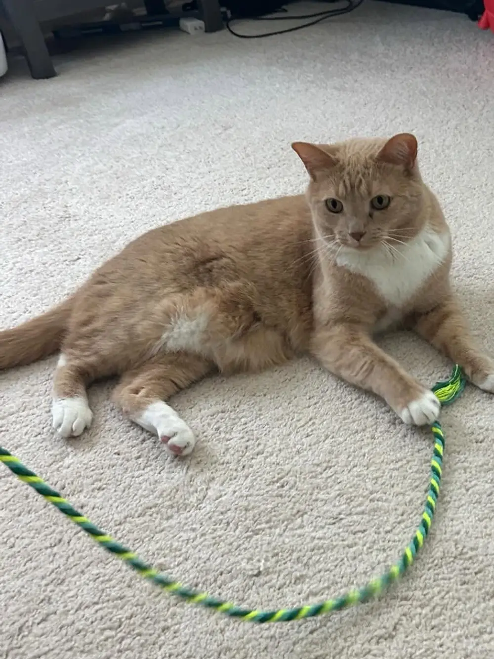 Ginger cat stretched out on the carpet with a rope toy in Marietta, Georgia