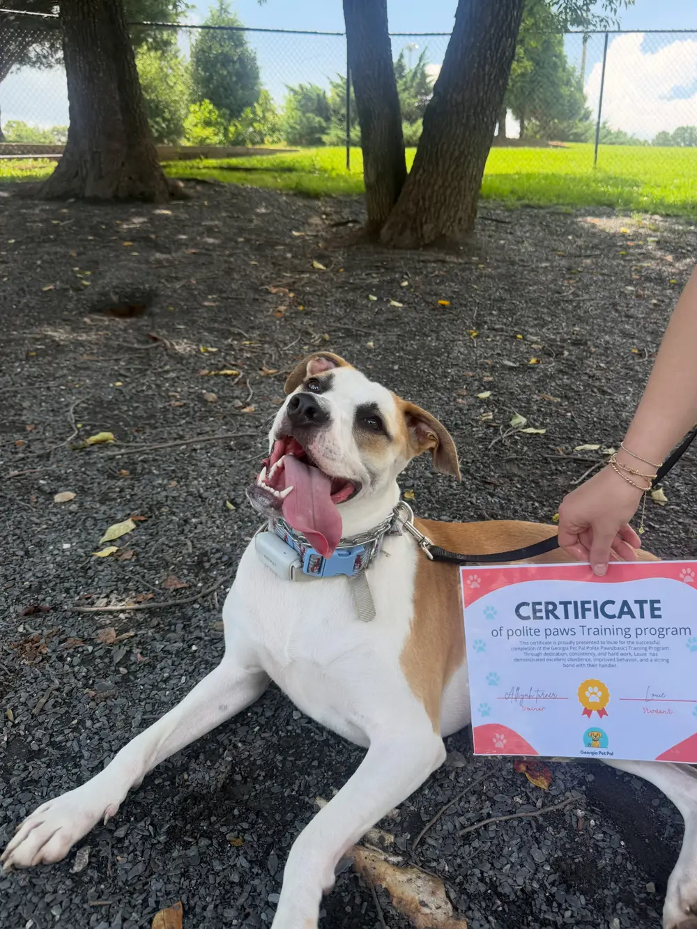 Dog sitting beside its Georgia Pet Pal training certificate