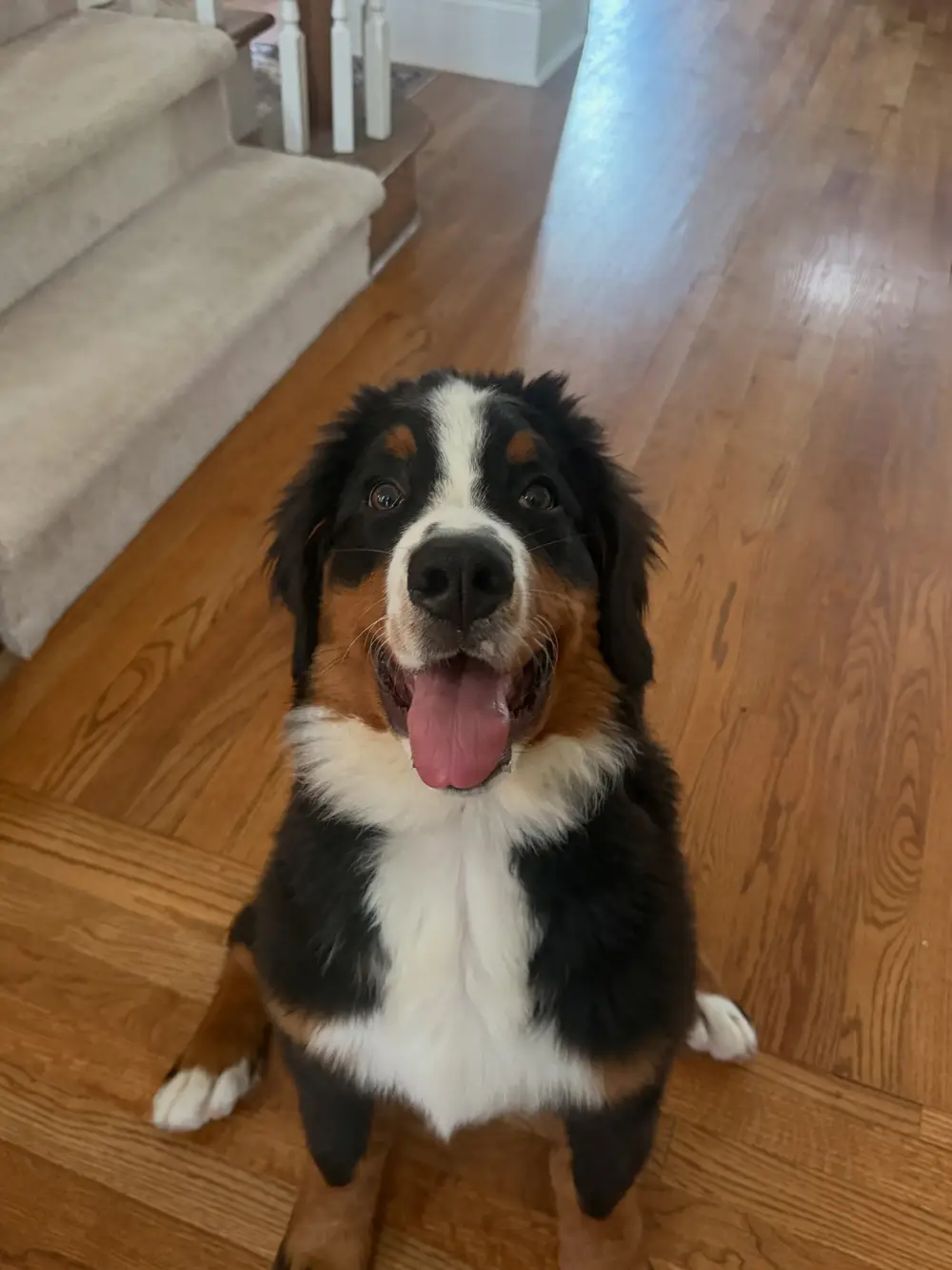 Bernese mountain dog holding a sit indoors during an in-home training session