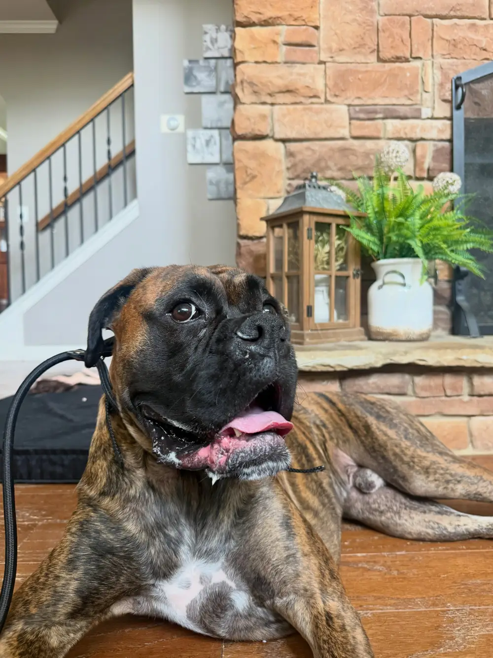 Boxer settled indoors during an in-home training session
