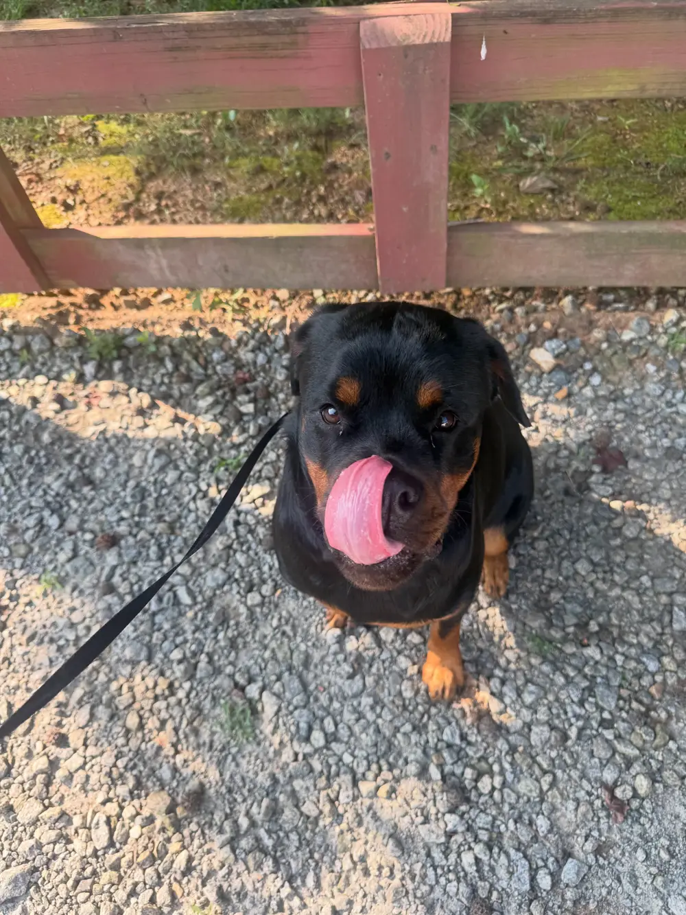 Rottweiler holding a sit on leash during a training session