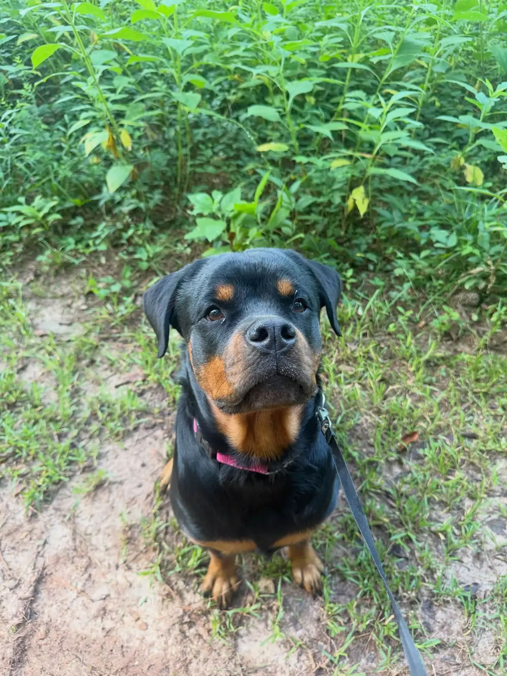 Rottweiler sitting calmly on leash during a training session