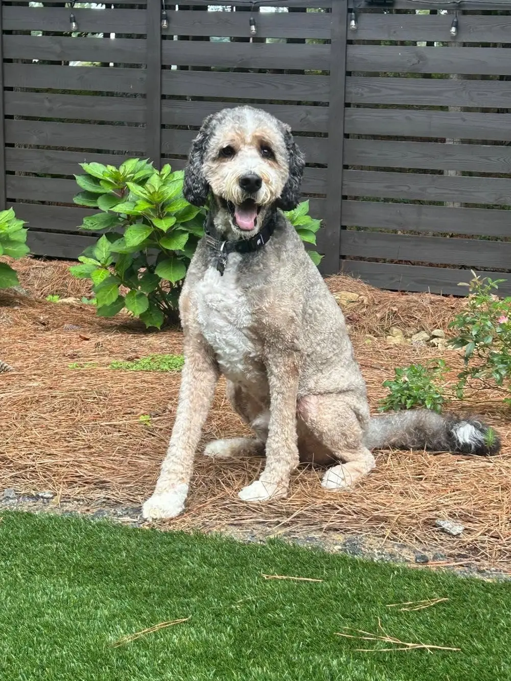 Happy doodle sitting in a fenced Woodstock back yard