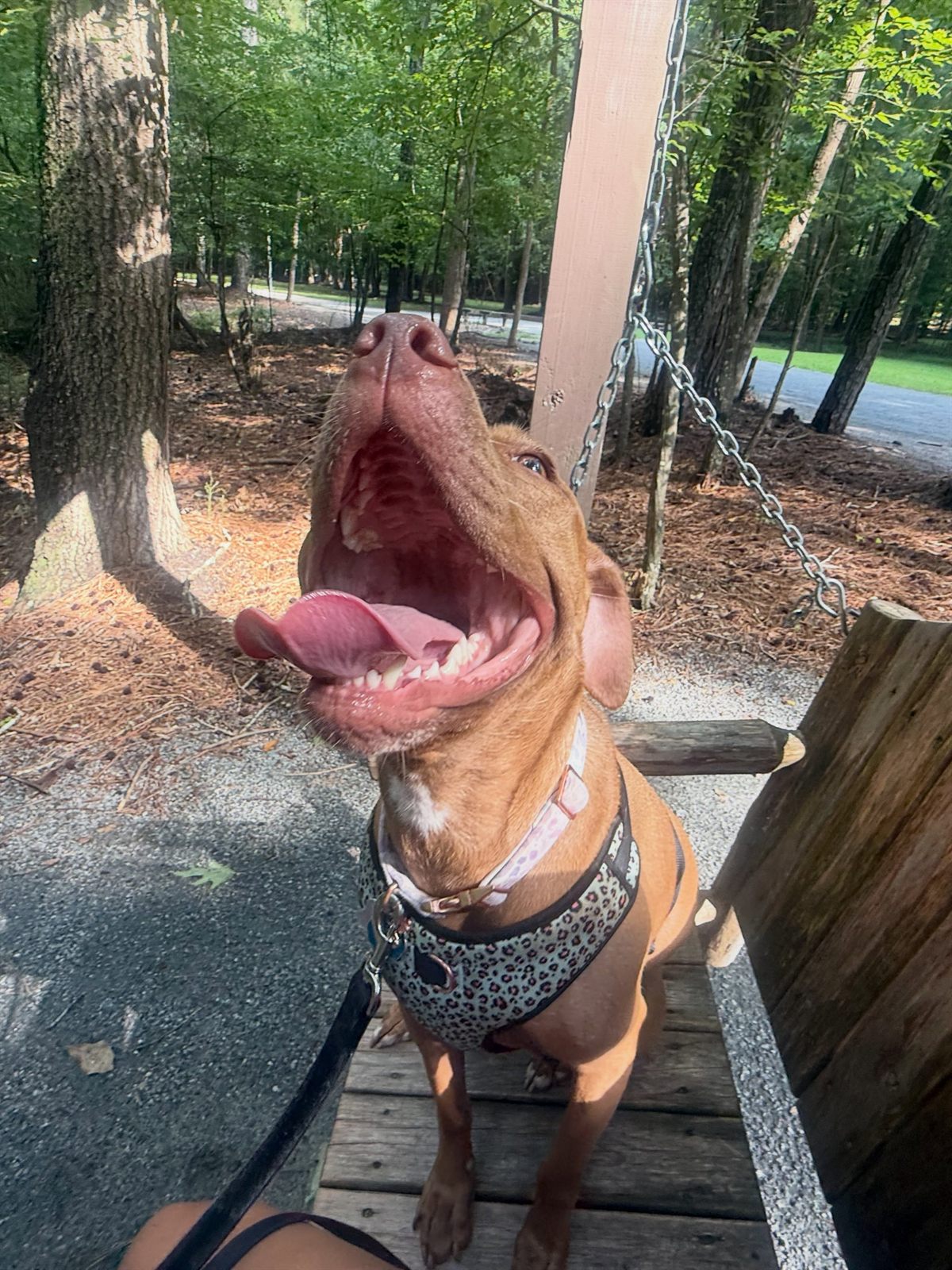 A happy dog cared for by Georgia Pet Pal