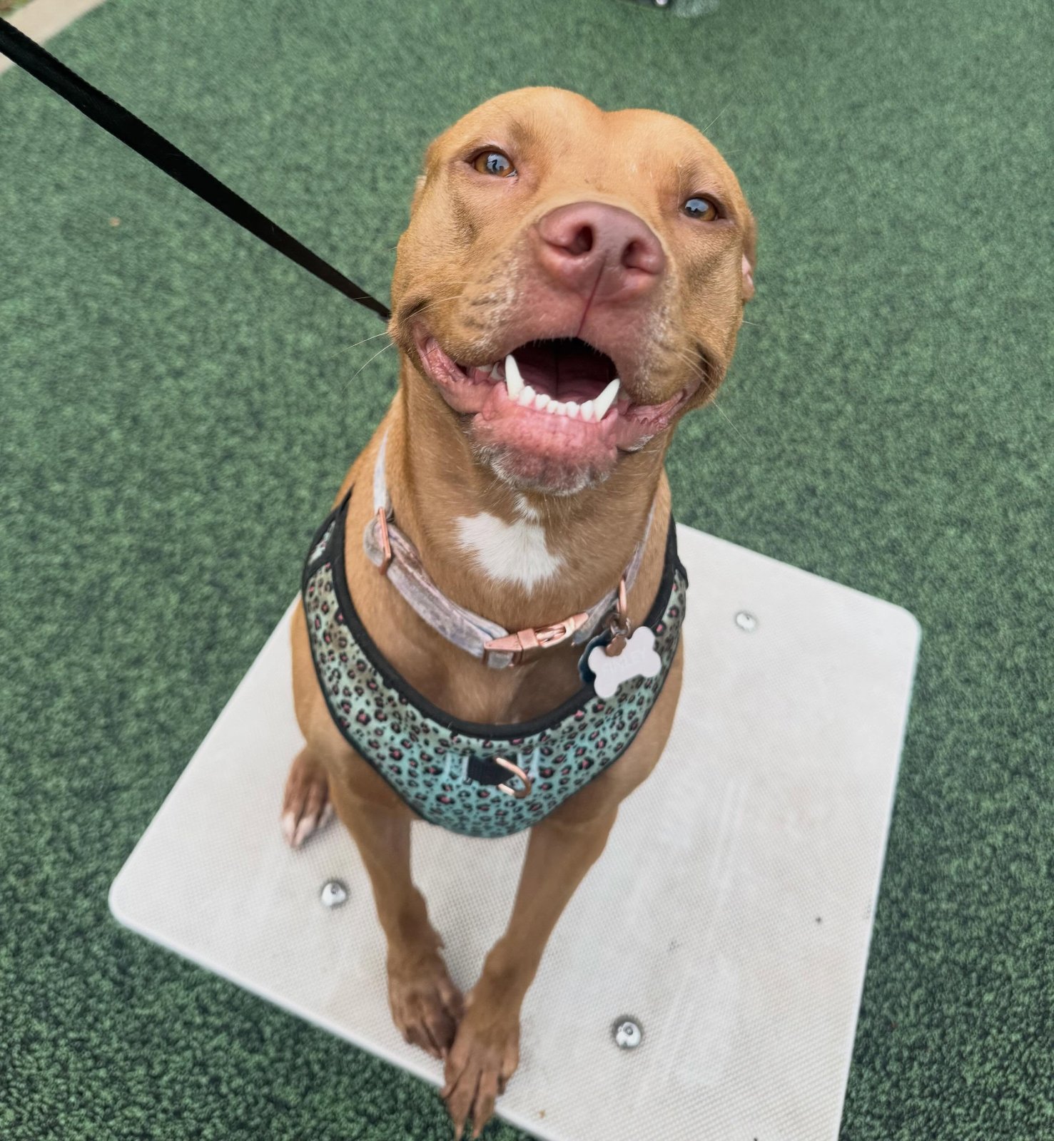 Dog Walking & Drop-In Visits