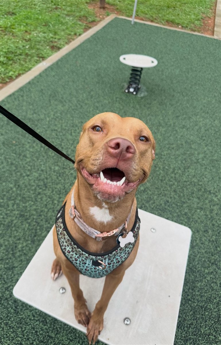 Dog Walking