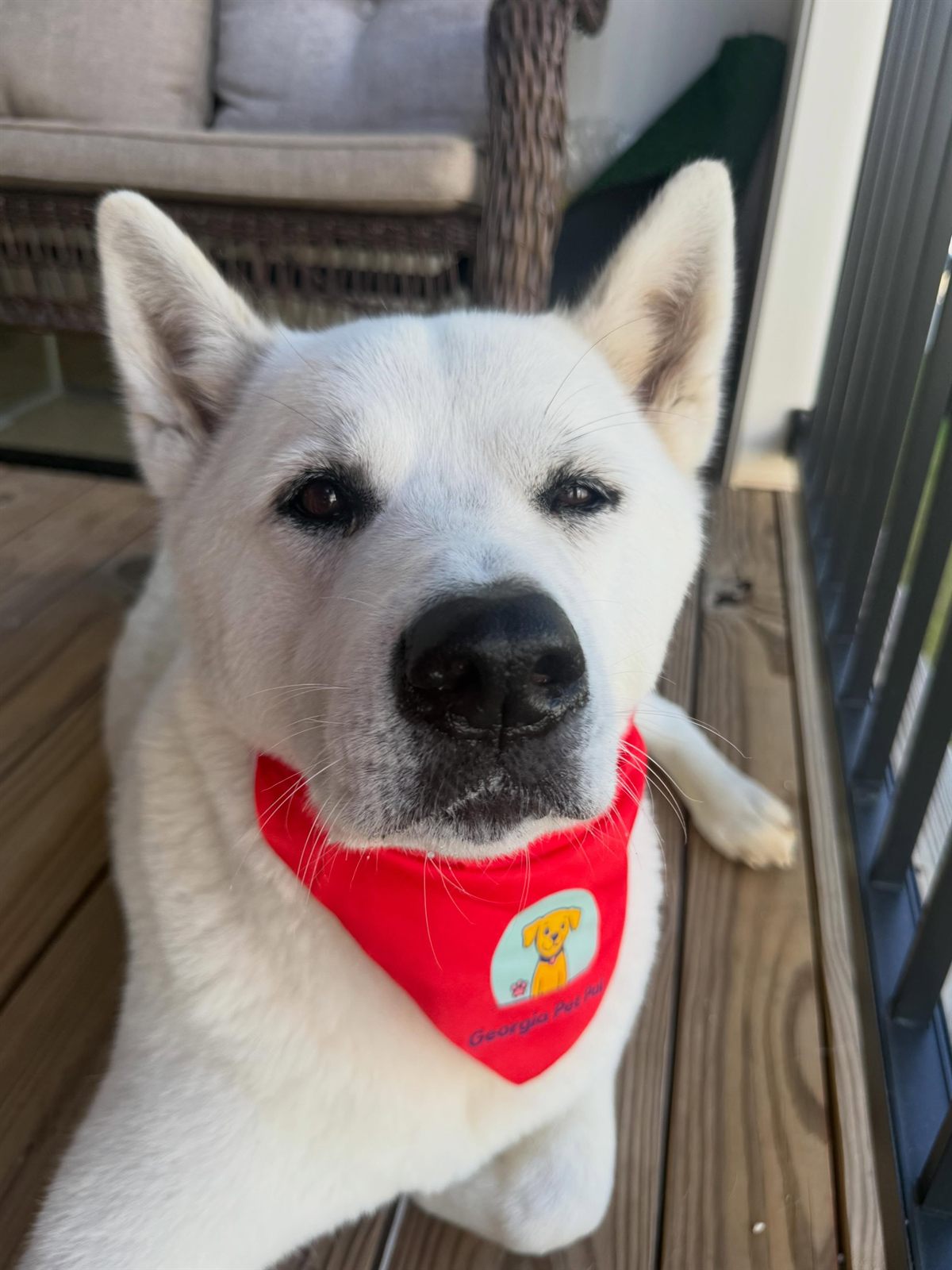 A happy dog cared for by Georgia Pet Pal